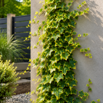 Brečtan popínavý (Hedera helix) ‘YELLOW RIPPLE’® - výška 20-40 cm, kont. C2L